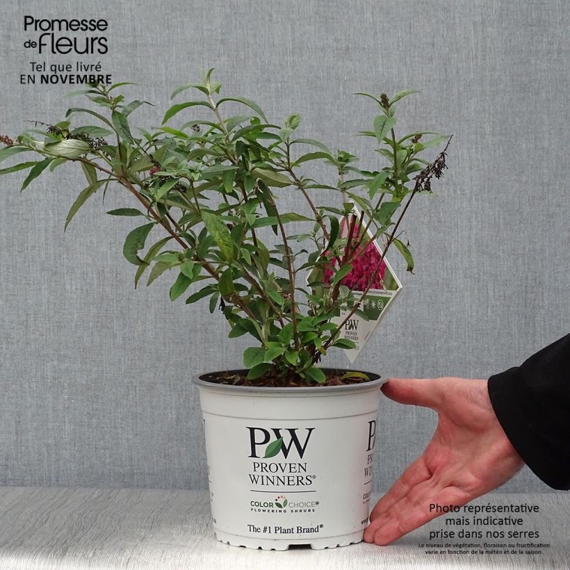 Exemplar von Buddleia Miss Ruby - Buddleia nain Pot de 3L/4L wie im Herbst geliefert