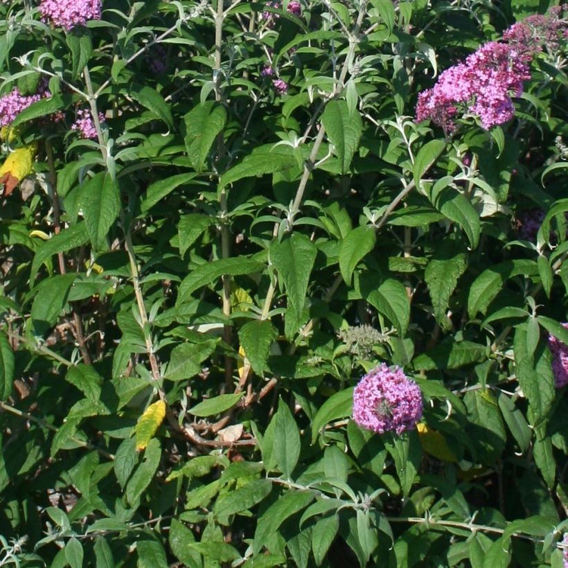 Buddleja davidii Pink Panther - Sommerflieder (Laub)