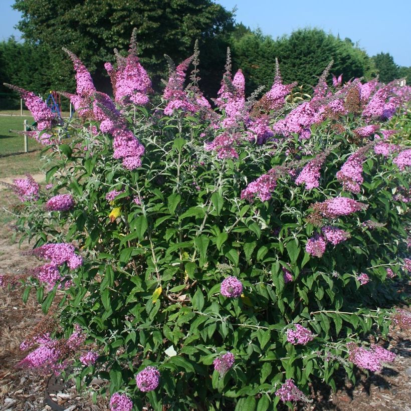 Buddleja davidii Pink Panther - Sommerflieder (Hafen)