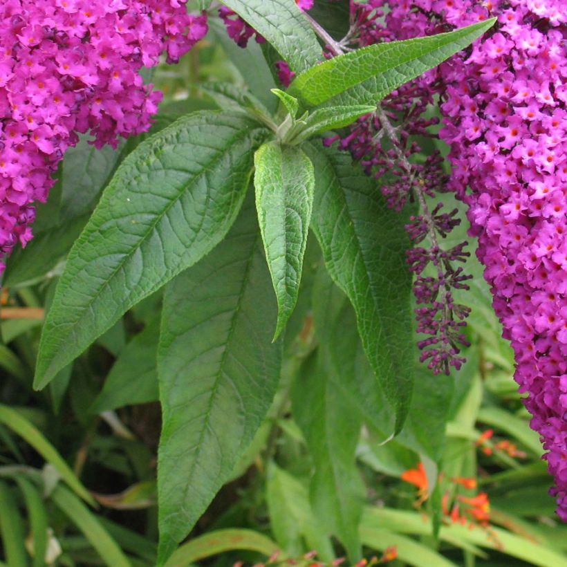 Buddleja davidii Royal Red - Sommerflieder (Laub)