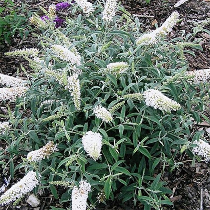 Buddleja davidii White Ball - Sommerflieder (Hafen)