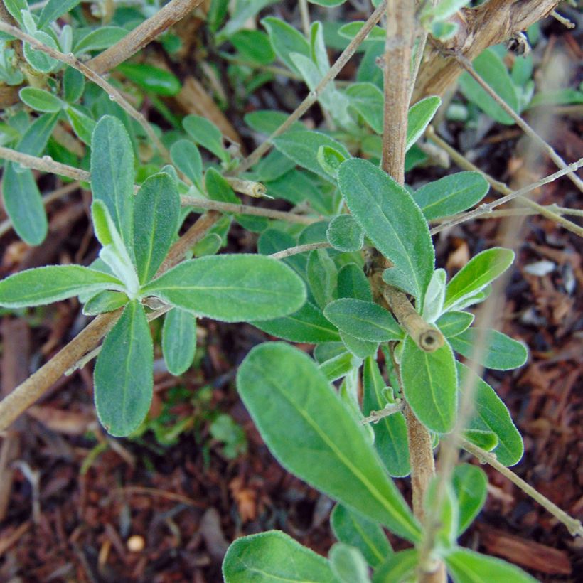 Buddleja alternifolia Unique - Wechselblättriger Sommerflieder (Laub)