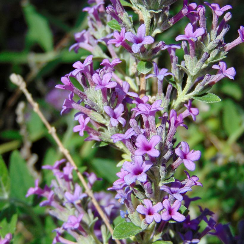 Buddleja alternifolia Unique - Wechselblättriger Sommerflieder (Blüte)