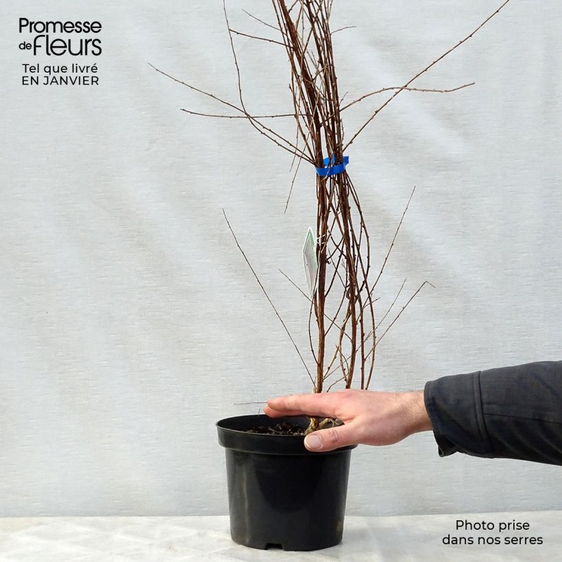 Exemplar von Buddleia alternifolia - Arbre aux papillons en pot de 3,5L. wie im Winter geliefert