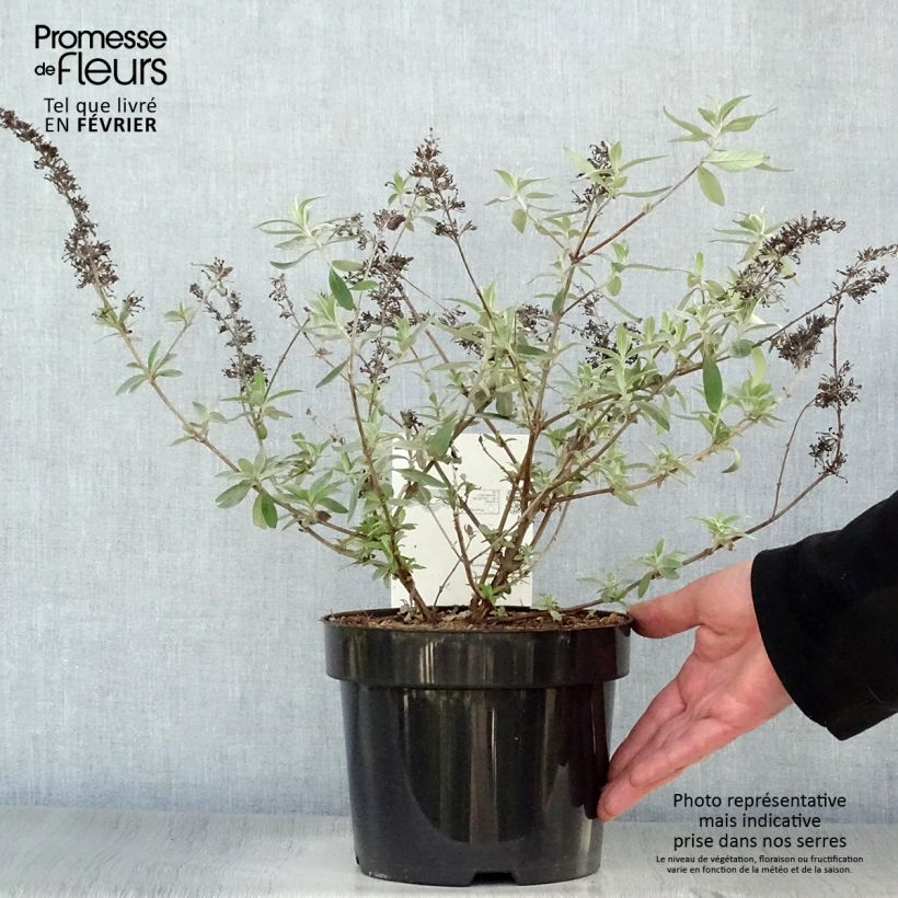 Exemplar von Buddleia davidii Adonis Blue, Arbre à papillons Pot de 3L/4L wie im Winter geliefert