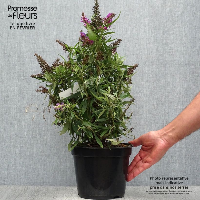 Exemplar von Buddleia davidii Butterfly Tower - Arbre aux papillons Pot de 2L/3L wie im Herbst geliefert