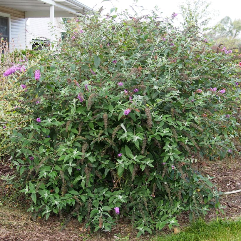 Buddleja Flower Power - Sommerflieder (Laub)