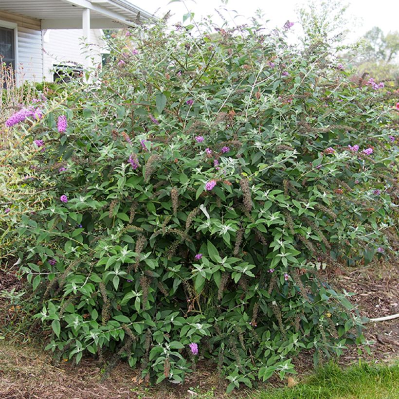 Buddleja Flower Power - Sommerflieder (Hafen)