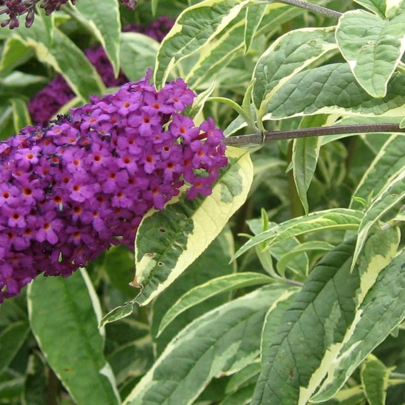 Buddleja davidii Harlequin - Sommerflieder (Laub)