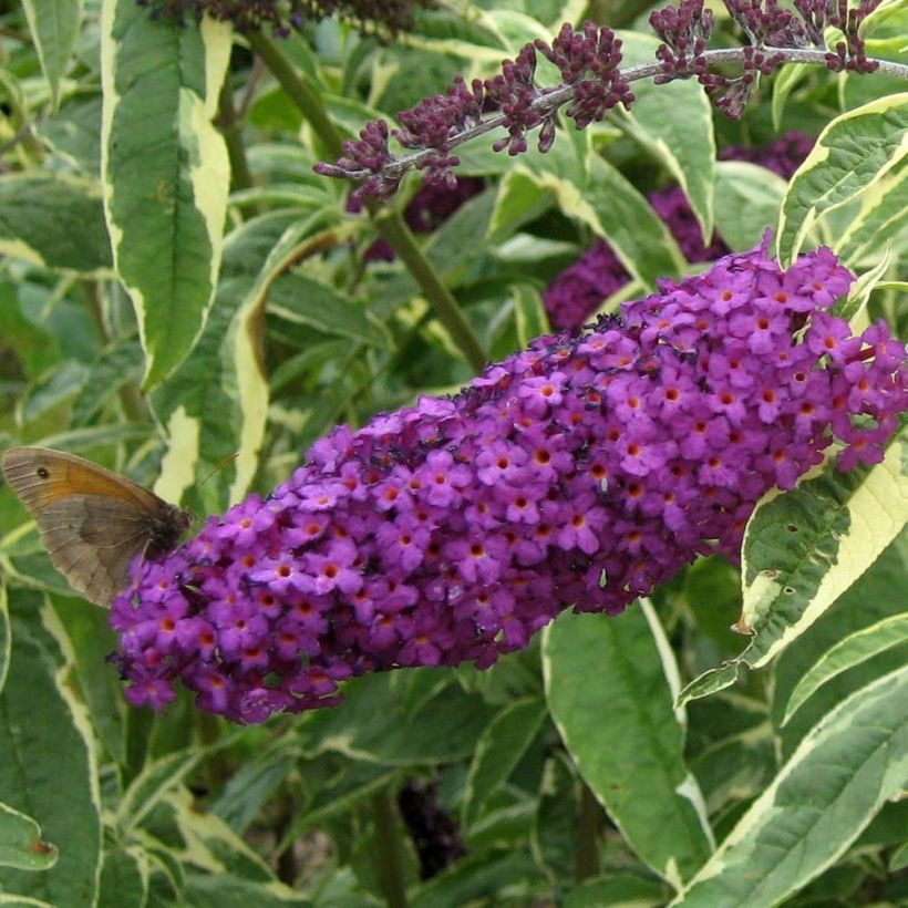 Buddleja davidii Harlequin - Sommerflieder (Blüte)