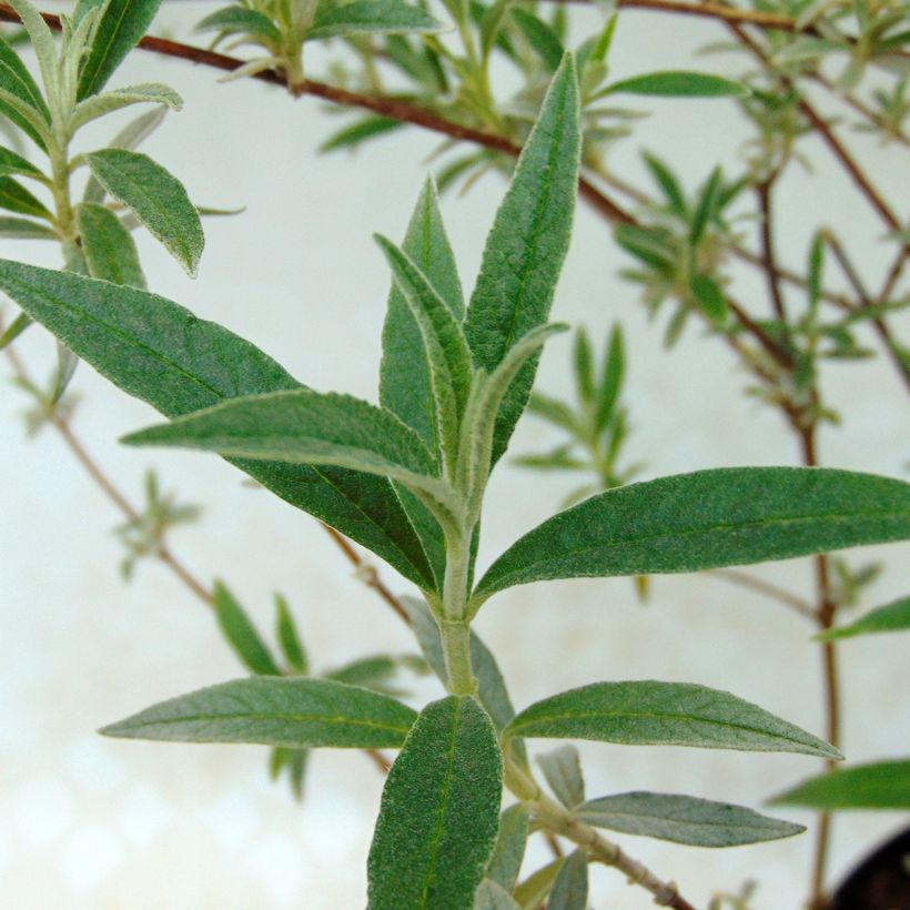 Buddleja davidii Nanho Blue - Sommerflieder (Laub)