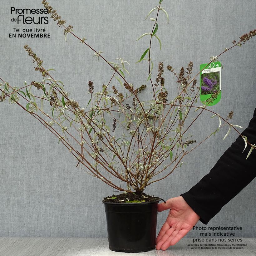 Exemplar von Buddleia davidii Nanho Blue  - Arbre aux papillons nain Pot de 3L/4L wie im Herbst geliefert