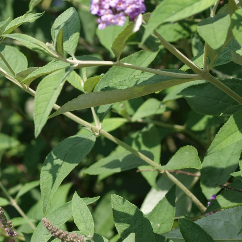 Buddleja davidii Nanho Purple - Sommerflieder (Laub)