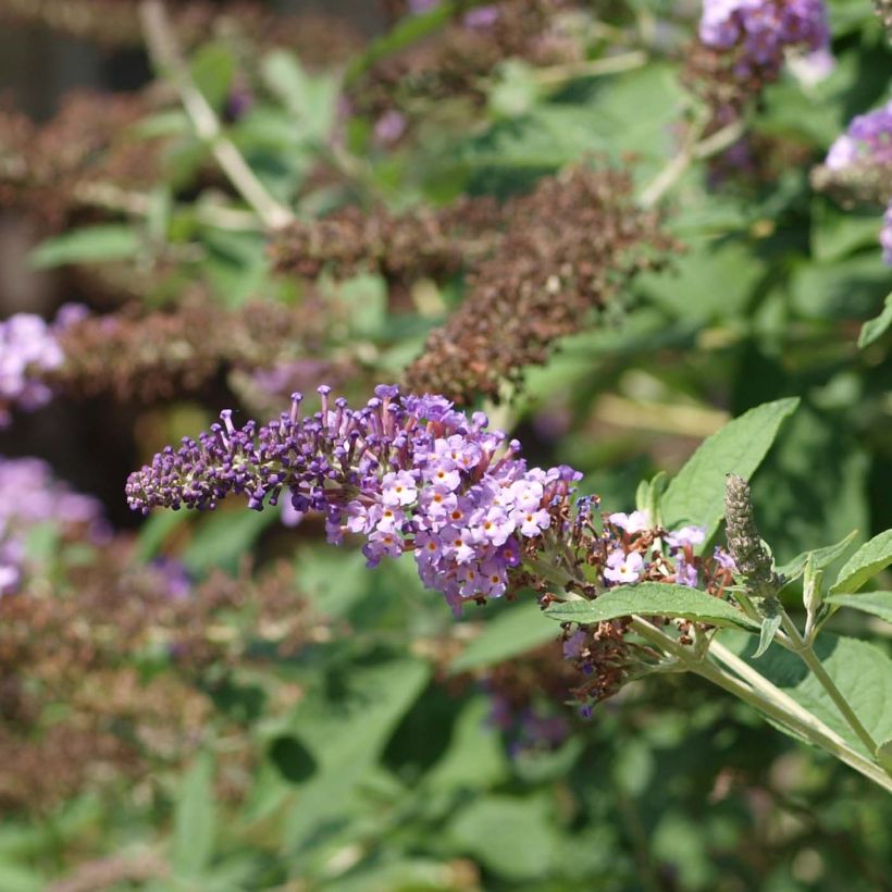 Buddleja davidii Nanho Purple - Sommerflieder (Blüte)