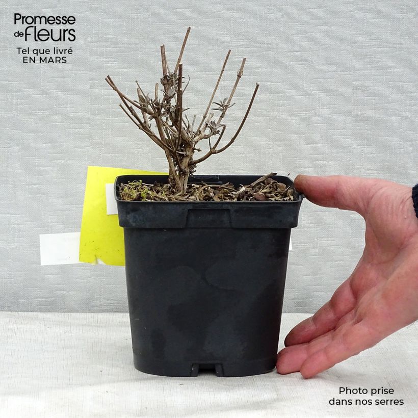 Exemplar von Buddleia davidii Prince Charming - Arbre aux papillons Pot de 2L/3L wie im Winter geliefert