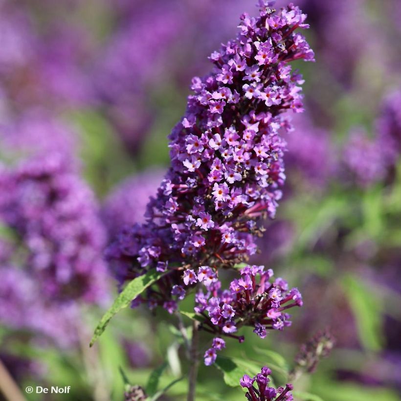 Buddleja davidii Purple Emperor - Sommerflieder (Blüte)