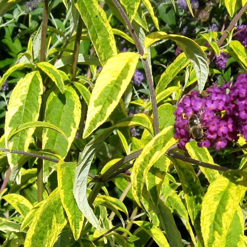 Buddleja davidii Santana - Sommerflieder (Laub)