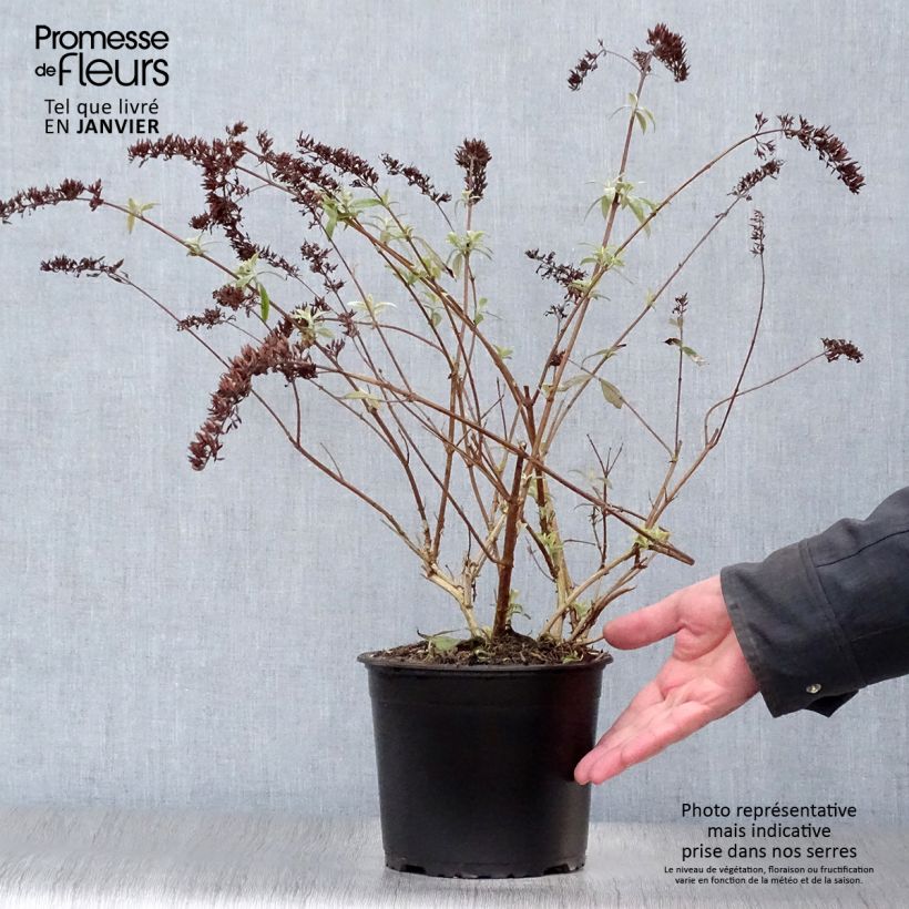 Exemplar von Buddleia davidii Santana - Arbre à papillons panaché Pot de 2L/3L wie im Winter geliefert