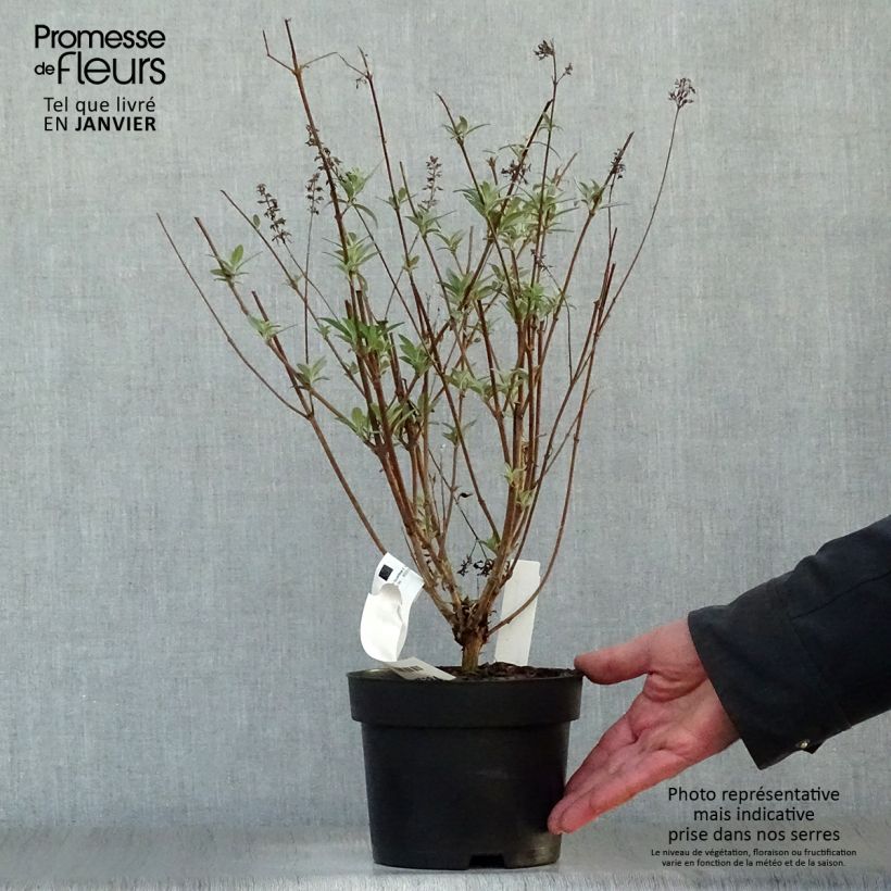 Exemplar von Buddleia davidii Sophie - Arbre à papillons Pot de 2L/3L wie im Winter geliefert