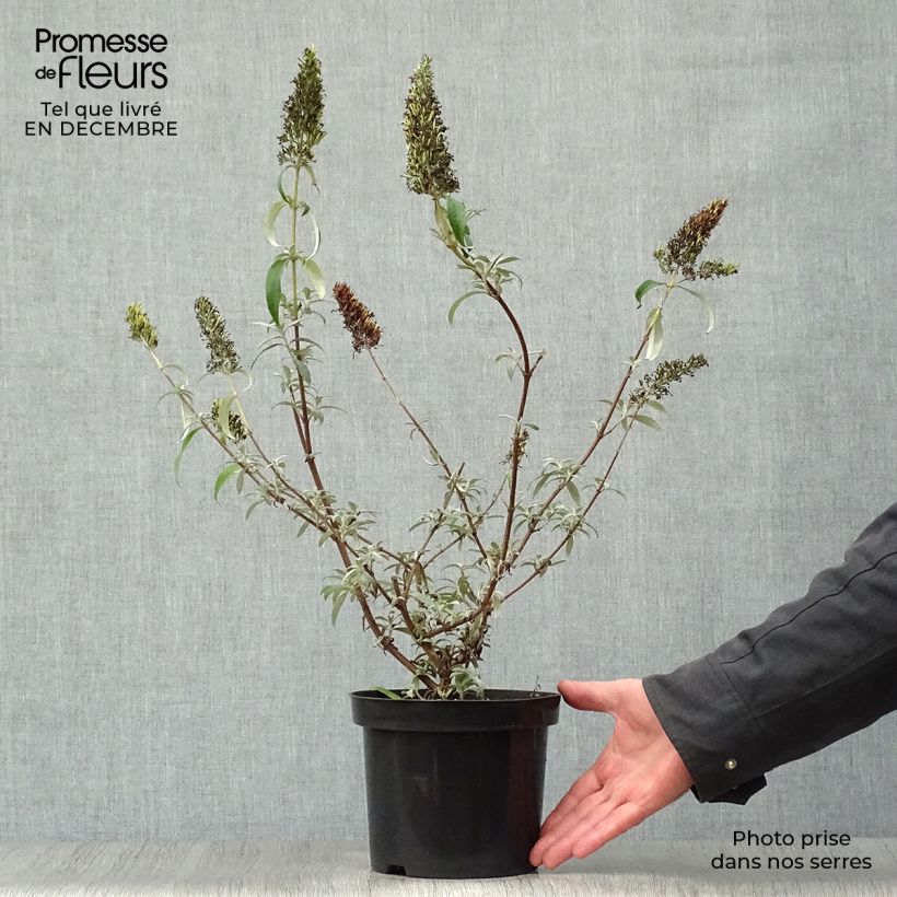 Exemplar von Buddleia davidii White Profusion en pot de 3L/4L - Arbre aux papillons wie im Winter geliefert