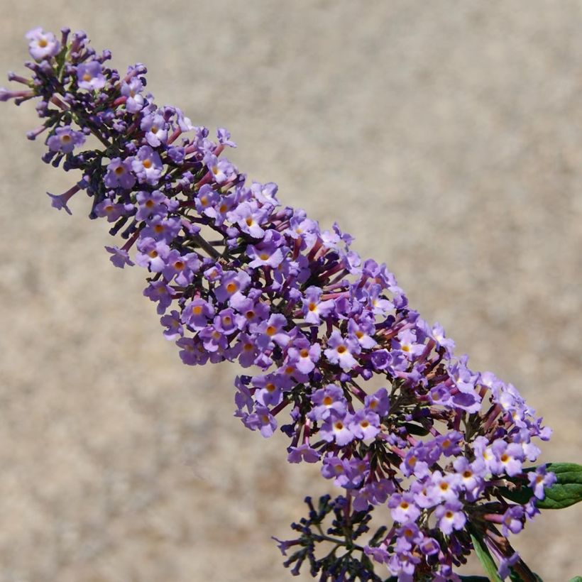 Buddleja davidii BLOOMTASTIC Dreaming Lavender - Sommerflieder (Blüte)