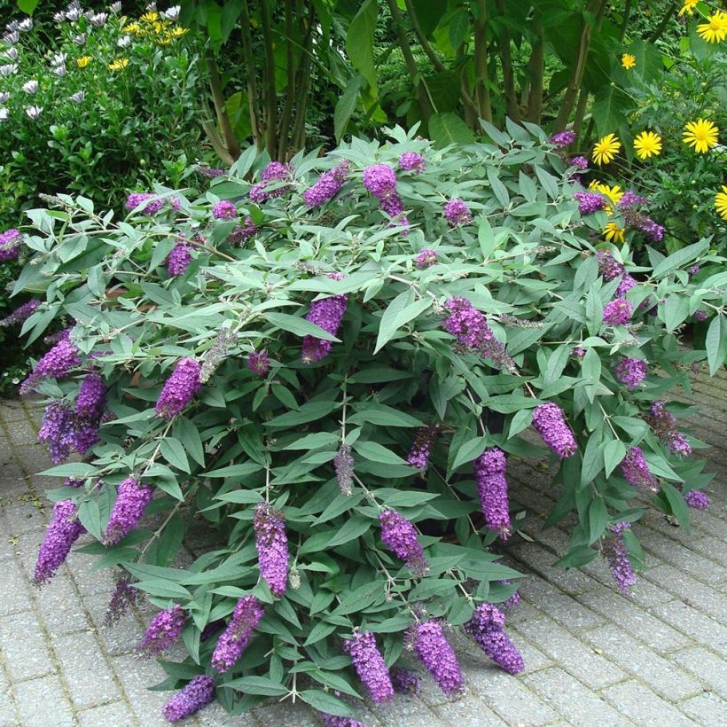 Buddleja davidii BLOOMTASTIC Dreaming Lavender - Sommerflieder (Hafen)