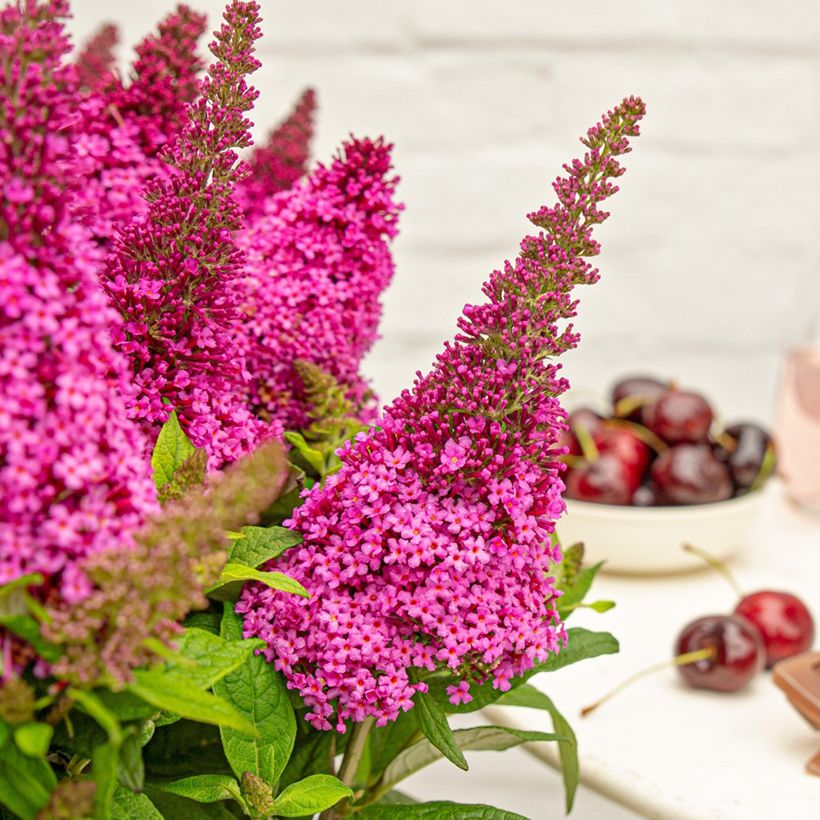 Buddleja Butterfly Candy Little Cerise - Sommerflieder (Blüte)