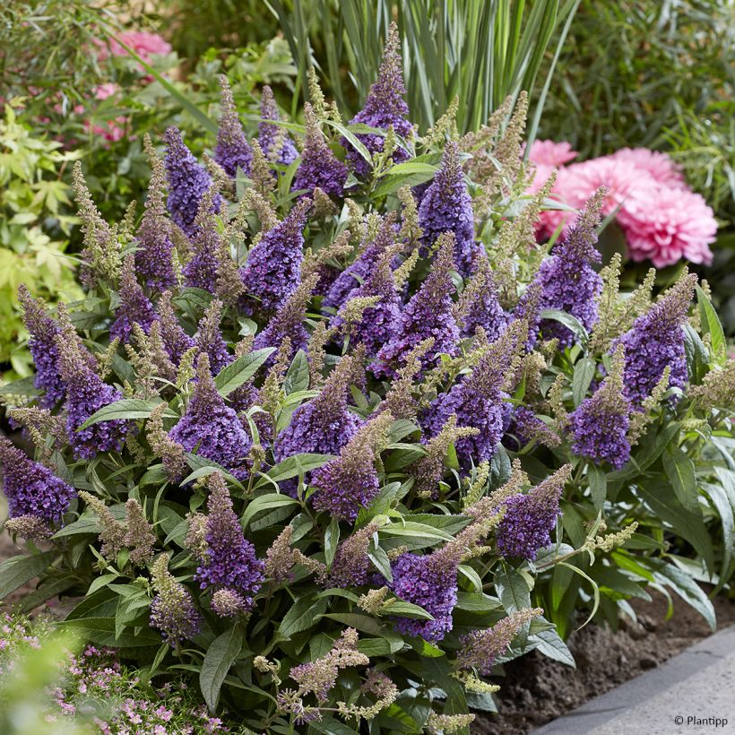 Buddleja davidii Butterfly Candy Little Lila - Sommerflieder (Hafen)