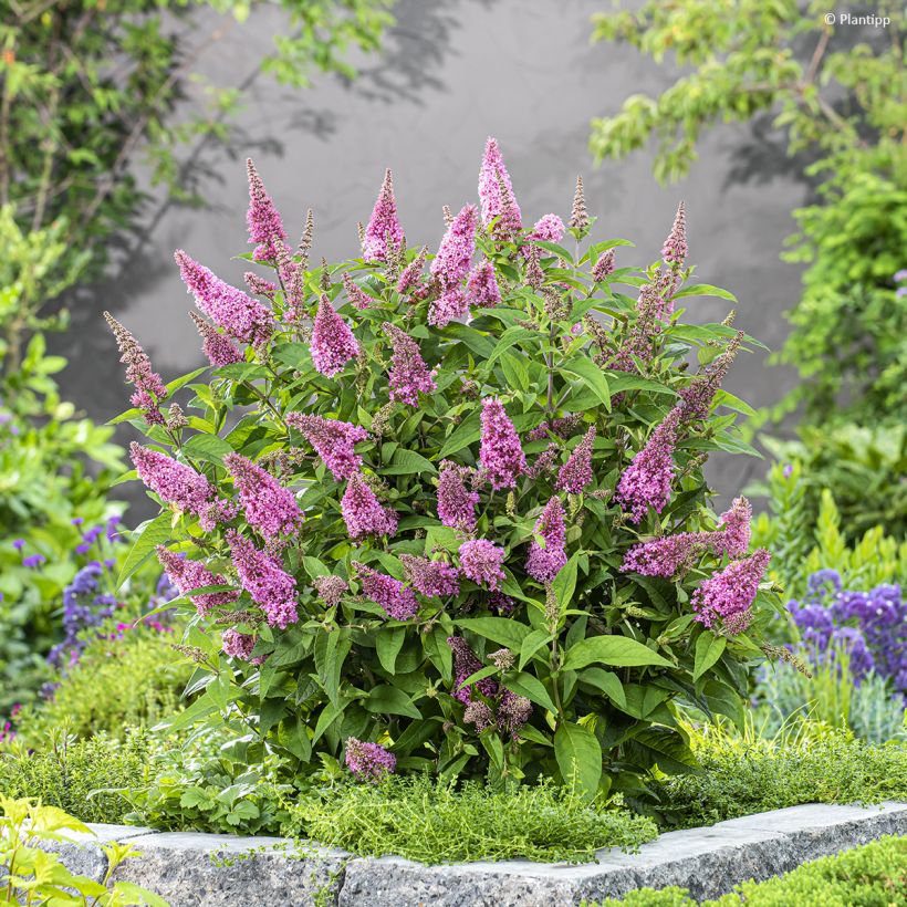 Buddleja davidii Butterfly Candy Little Pink - Sommerflieder (Hafen)