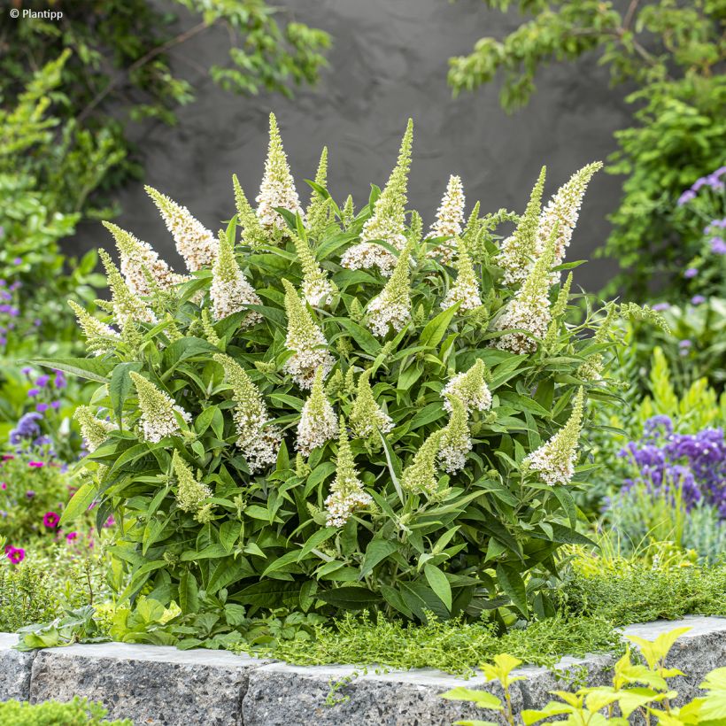 Buddleja davidii Butterfly Candy Little White - Sommerflieder (Hafen)