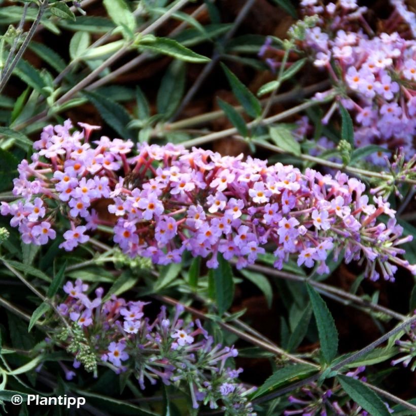 Buddleja davidii Free Petite Lavender Flow - Sommerflieder (Blüte)