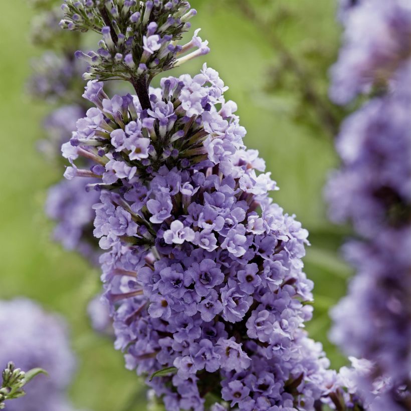 Buddleja davidii High Five Purple - Sommerflieder (Blüte)