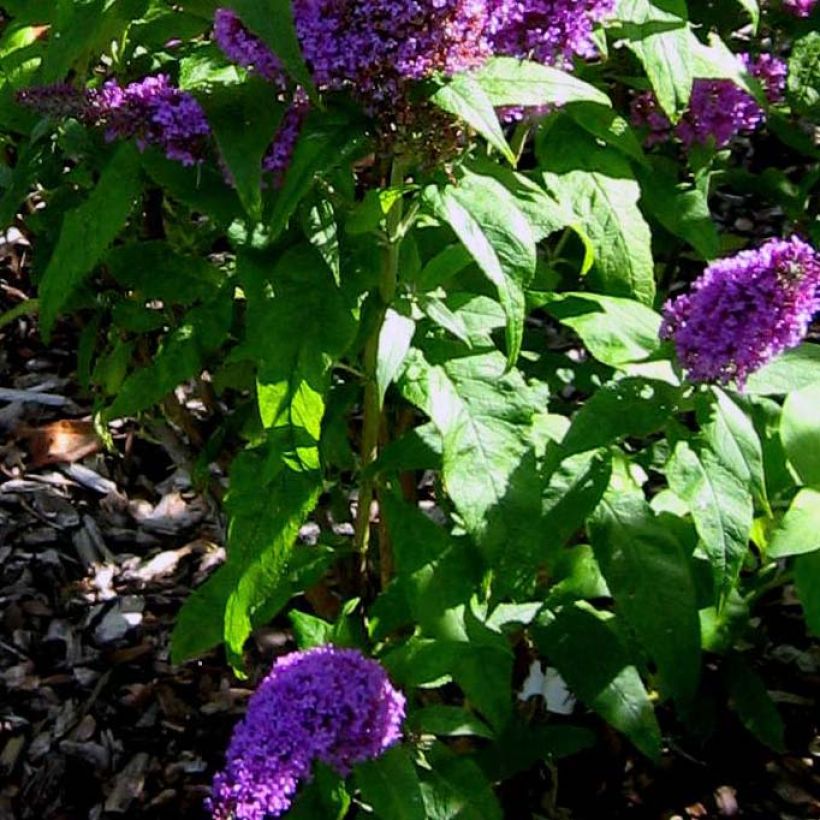 Buddleja davidii Peacock - Sommerflieder (Laub)