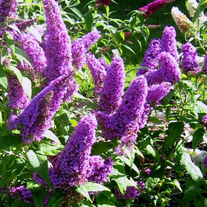 Buddleja davidii Peacock - Sommerflieder (Blüte)