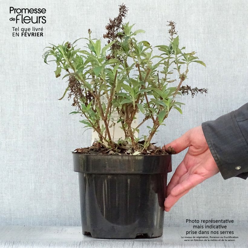 Exemplar von Buddleja Peacock - Arbre aux papillons Pot de 3L/4L wie im Winter geliefert