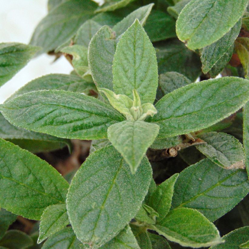 Buddleja davidii Pink Micro Chip - Sommerflieder (Laub)