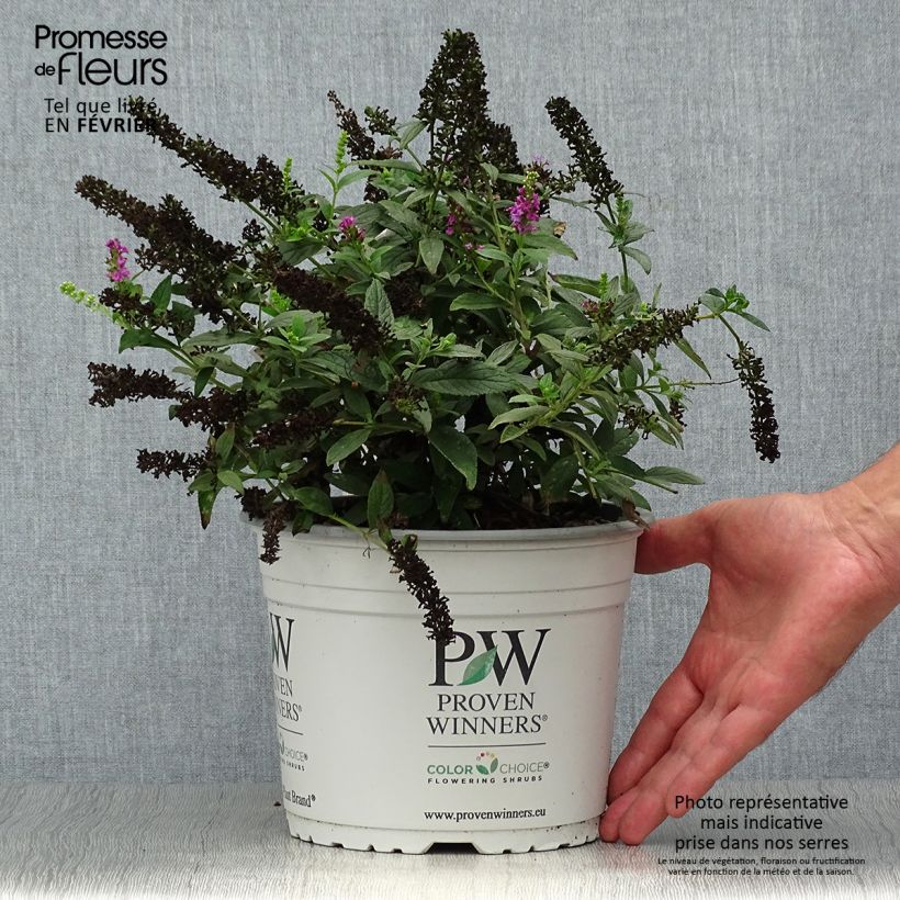 Exemplar von Buddleja Pink Micro Chip - Arbre aux papillons nain Pot de 3L/4L wie im Herbst geliefert