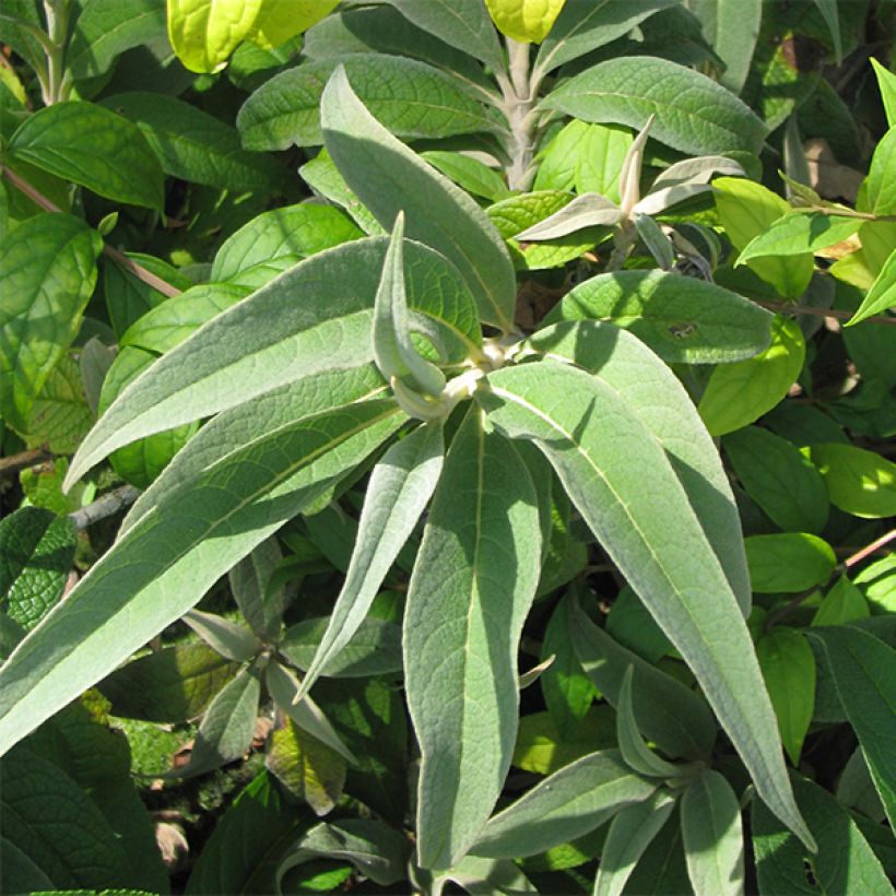 Buddleja colvilei (Laub)