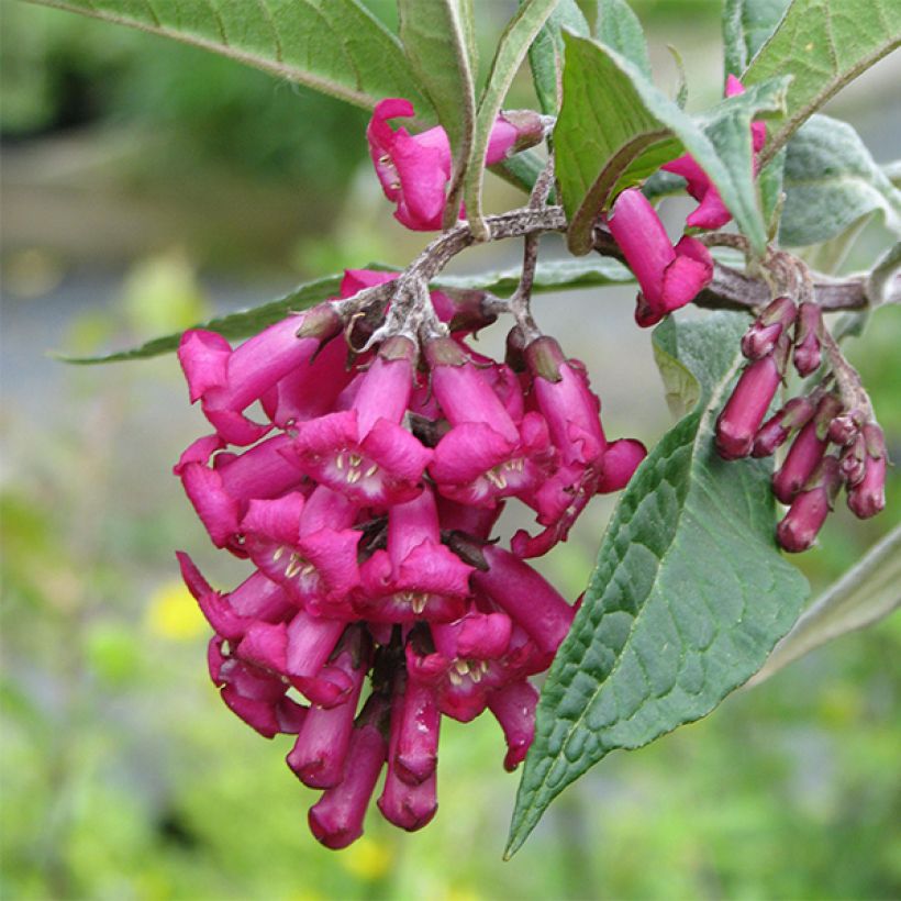 Buddleja colvilei (Blüte)