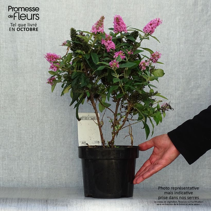 Exemplar von Buddleja davidii Butterfly Candy Little Pink - Arbre aux papillons nain Pot de 3L/4L wie im Herbst geliefert