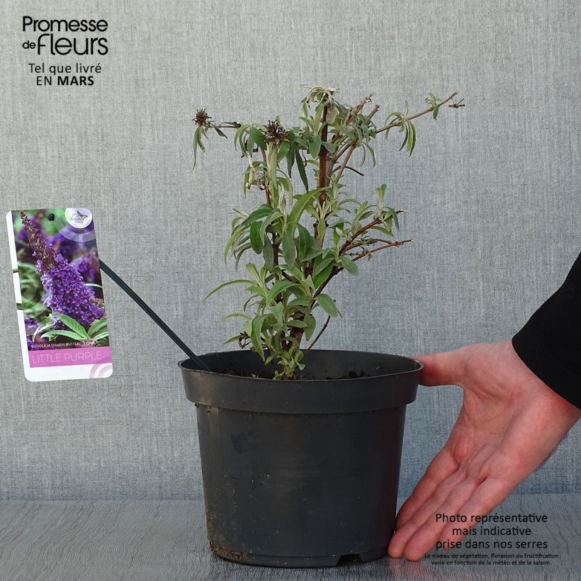 Exemplar von Buddleja davidii Butterfly CandyLittle Purple - Arbre aux papillons nain Pot de 3L/4L wie im Winter geliefert