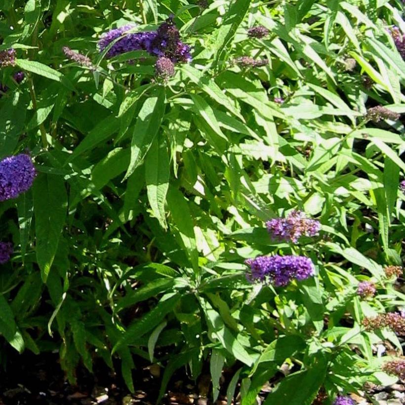 Buddleja davidii Camberwell Beauty - Sommerflieder (Laub)