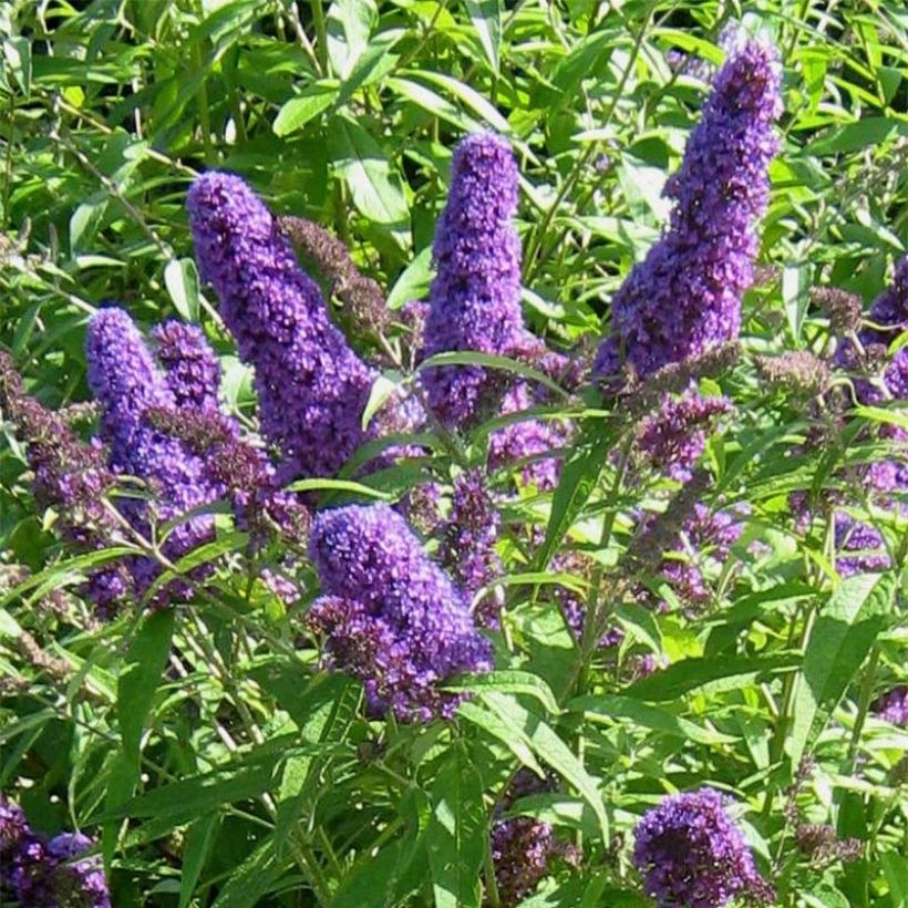 Buddleja davidii Camberwell Beauty - Sommerflieder (Blüte)