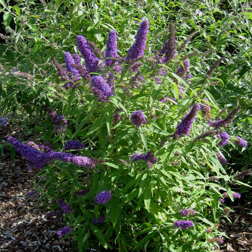 Buddleja davidii Camberwell Beauty - Sommerflieder (Hafen)