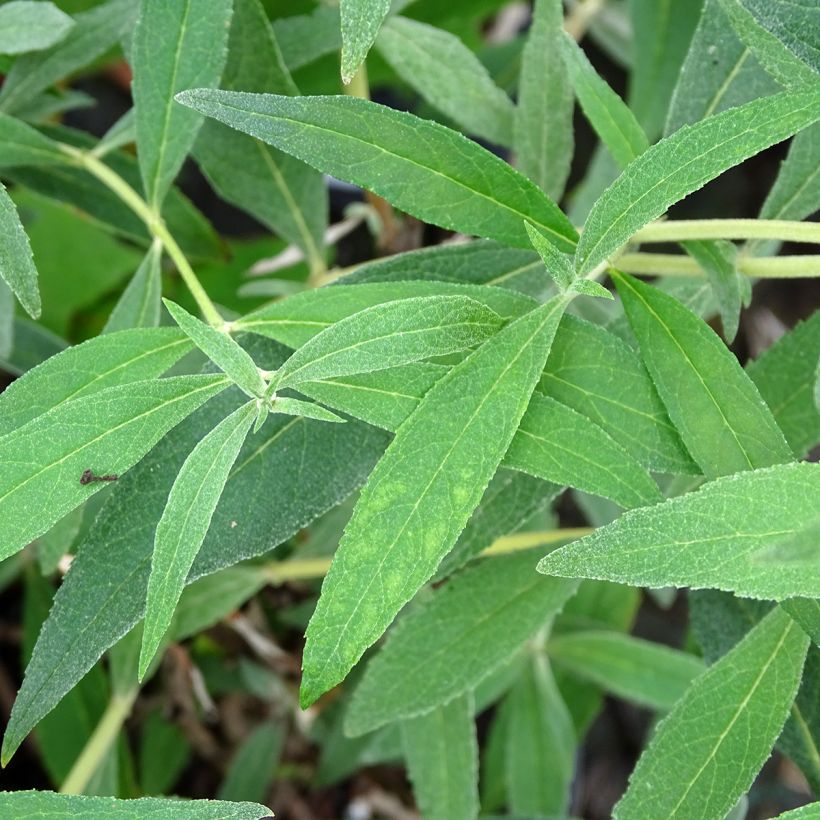 Buddleja davidii Gulliver - Sommerflieder (Laub)