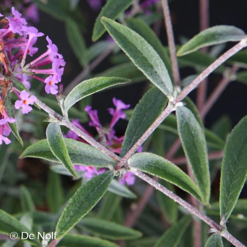 Buddleja davidii Sophie - Sommerflieder (Laub)