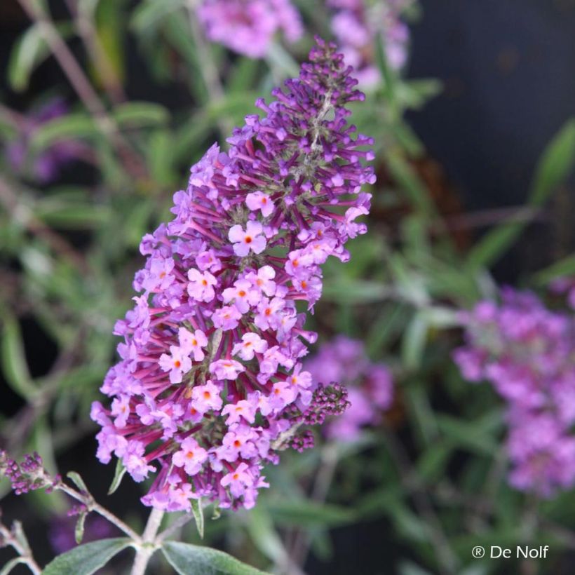 Buddleja davidii Sophie - Sommerflieder (Blüte)