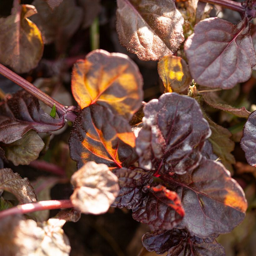 Ajuga reptans Black Scallop - Kriechender Günsel (Laub)