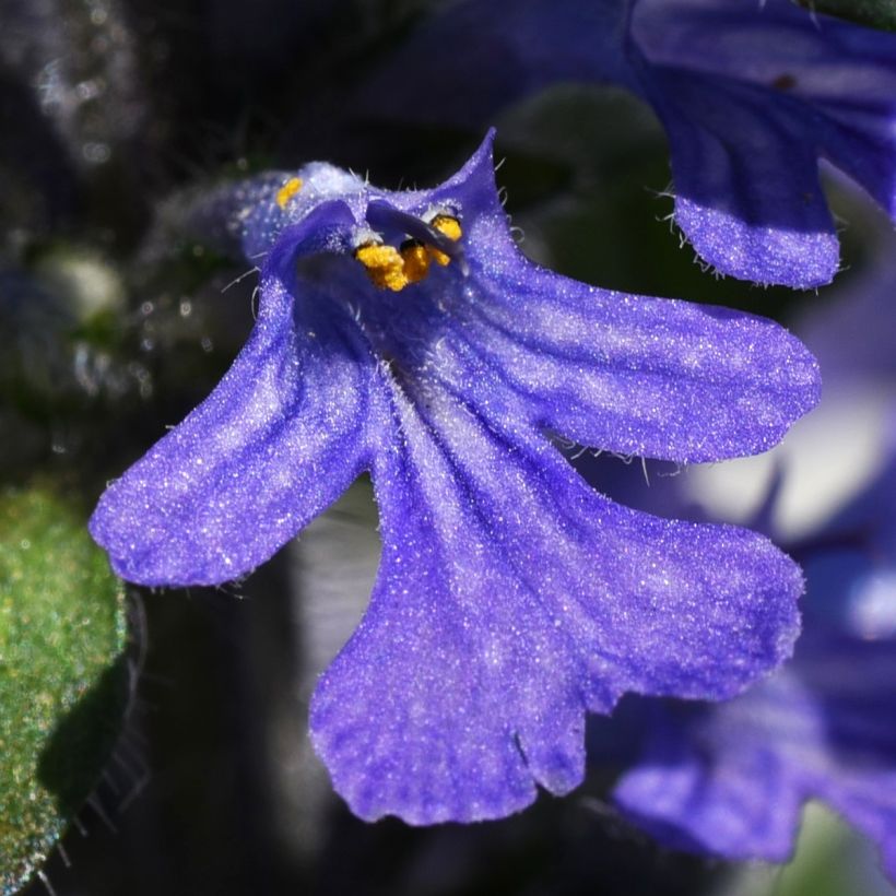 Ajuga reptans Delight - Kriechender Günsel (Blüte)