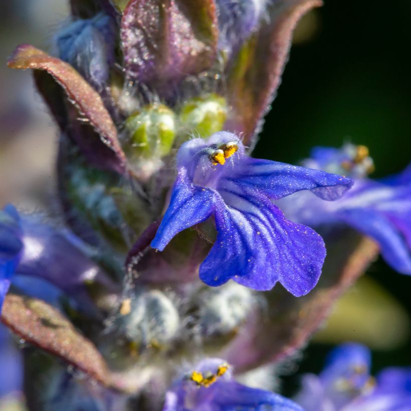 Ajuga reptans - Kriechender Günsel (Blüte)